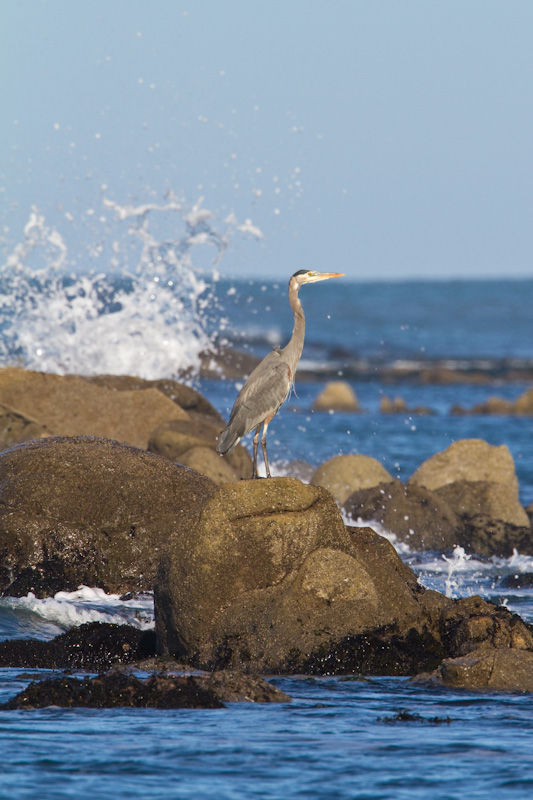 Great Blue Heron